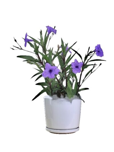 Ruellia Purple Showers (Mexican Petunia)
